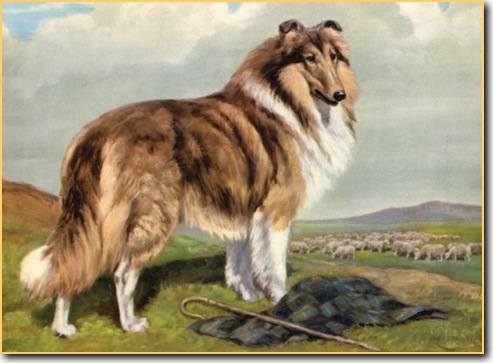 Collie by Edwin Megargee