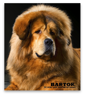 Dawa sales tibetan mastiffs