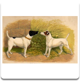WEB-The Fox Terrier